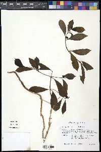 Morinda umbellata image