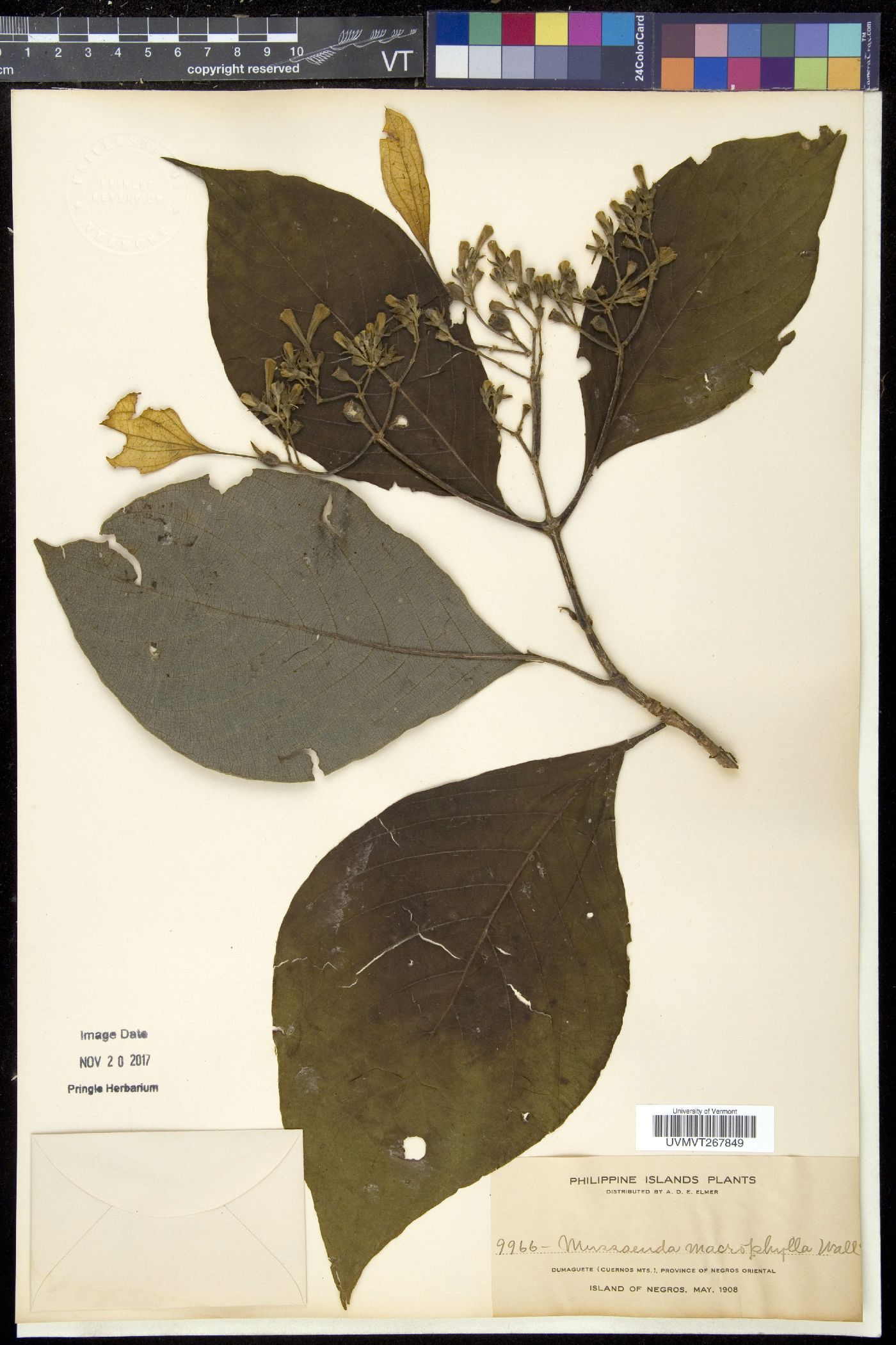 Mussaenda macrophylla image