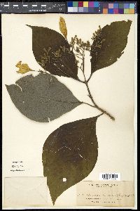 Image of Mussaenda macrophylla