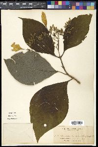 Media resource of Mussaenda macrophylla