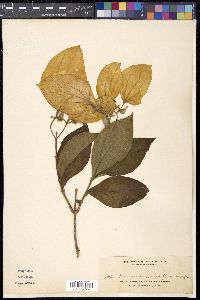 Media resource of Mussaenda grandiflora