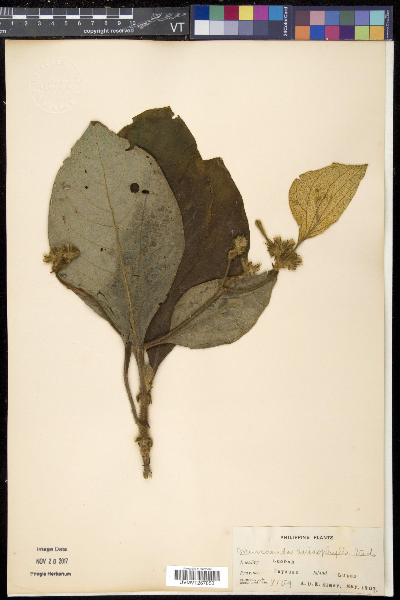 Mussaenda anisophylla image