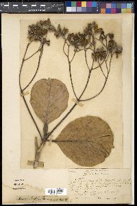 Media resource of Mussaendopsis beccariana