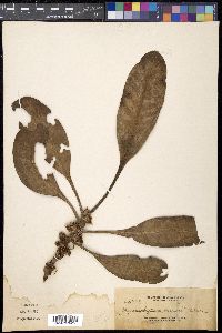 Media resource of Myrmephytum beccarii
