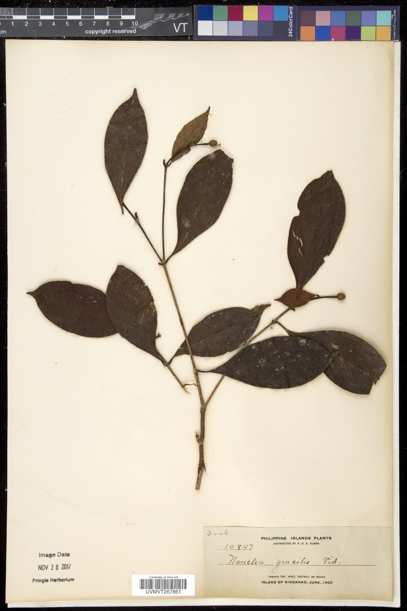 Neonauclea lanceolata subsp. gracilis image