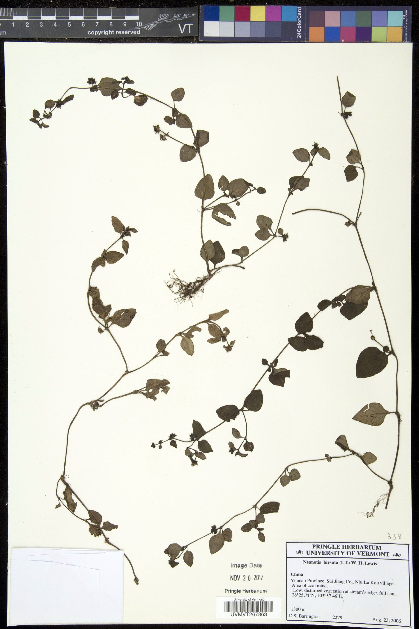 Neanotis hirsuta image