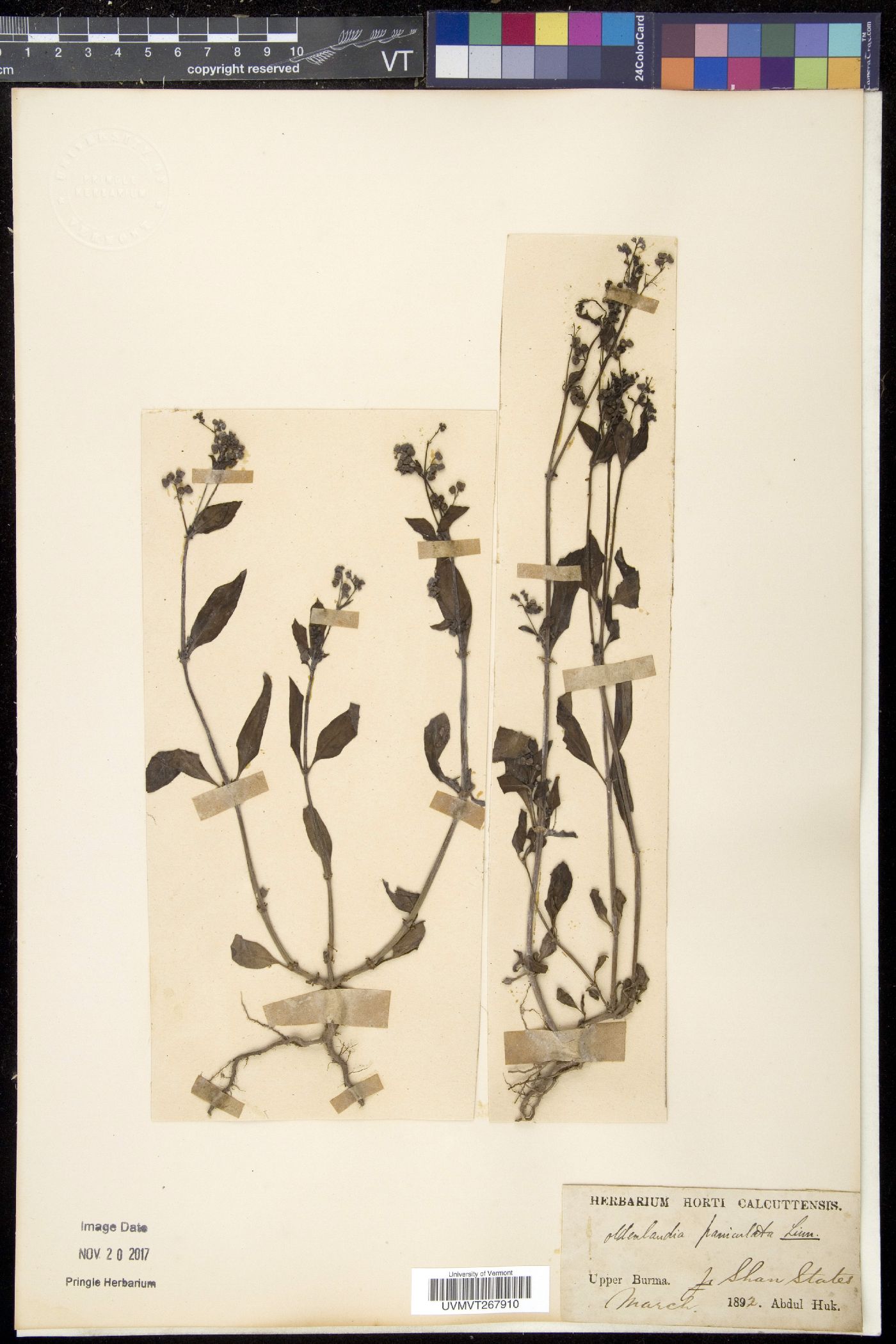 Leptopetalum biflorum image