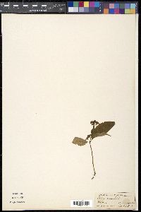 Ophiorrhiza rugosa image
