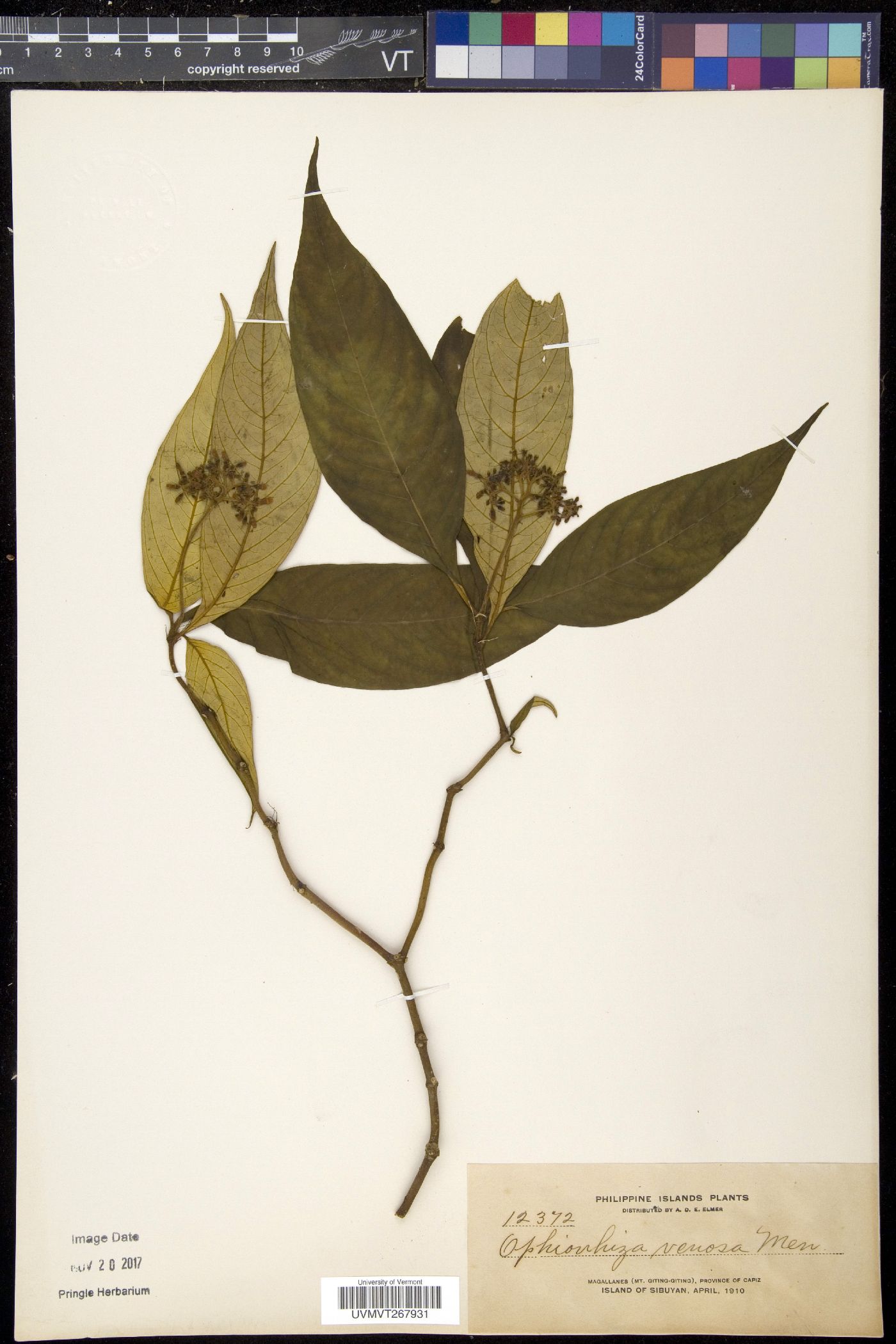 Ophiorrhiza venosa image