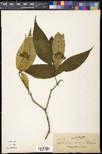 Media resource of Ophiorrhiza venosa