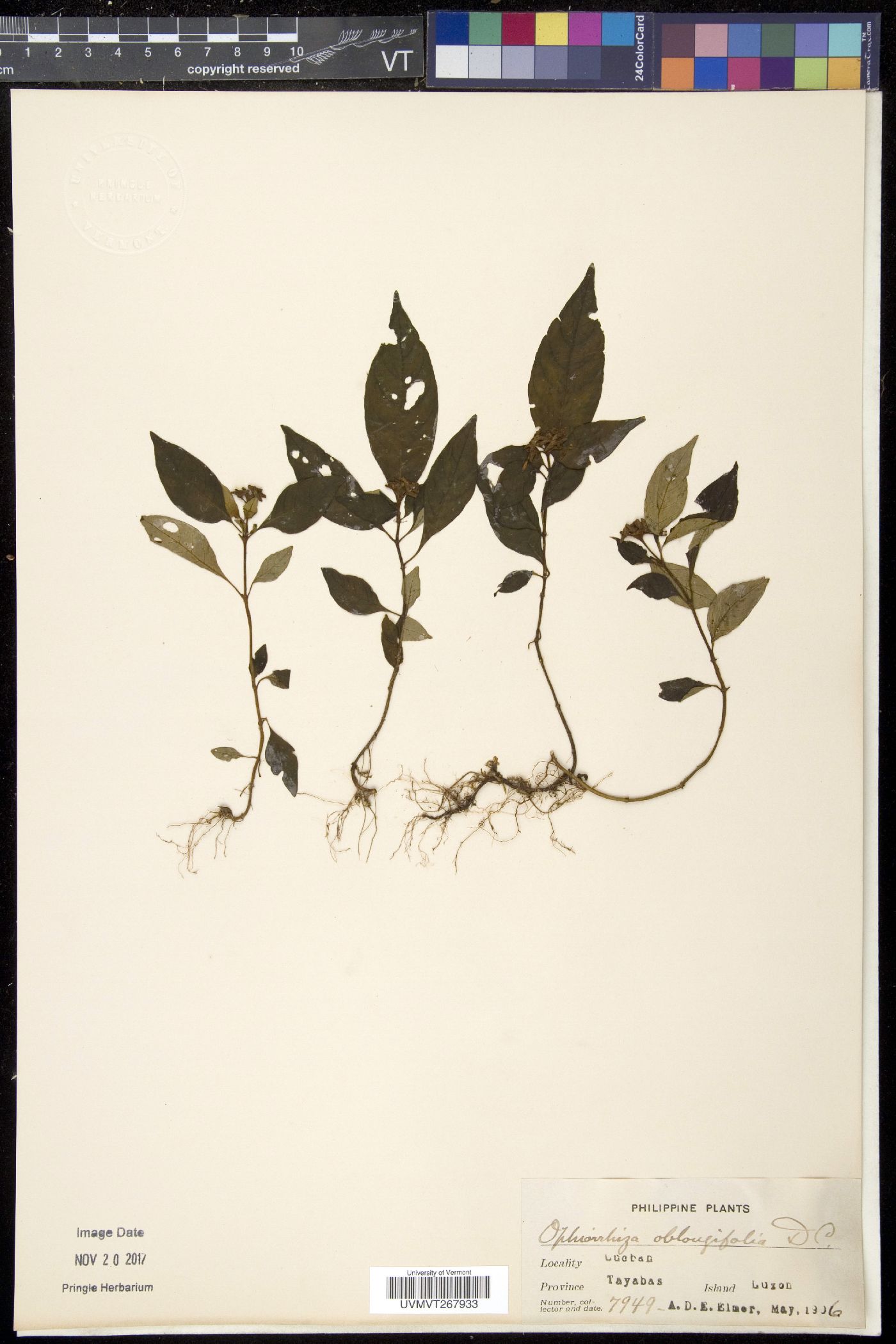 Ophiorrhiza oblongifolia image