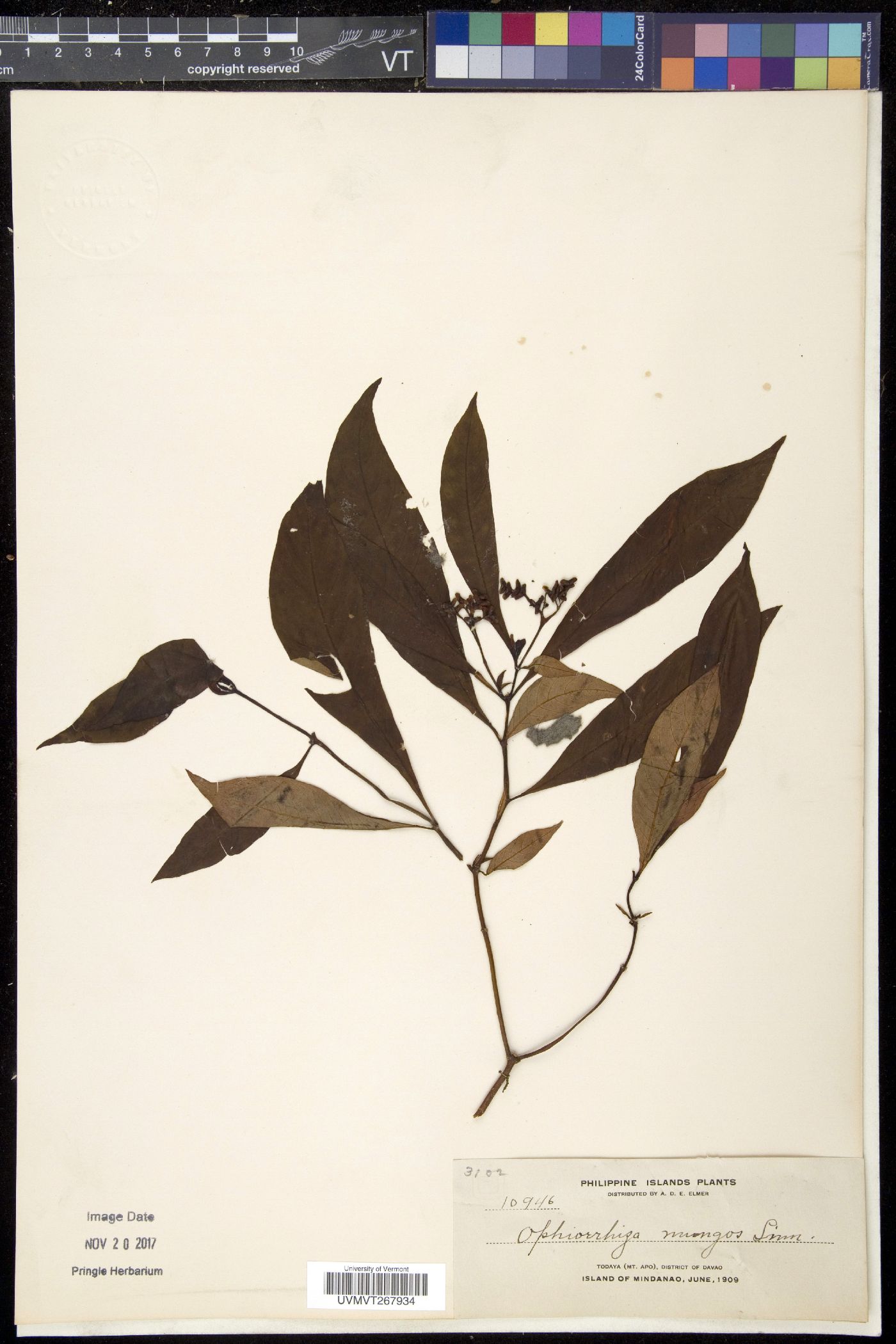 Ophiorrhiza mungos image