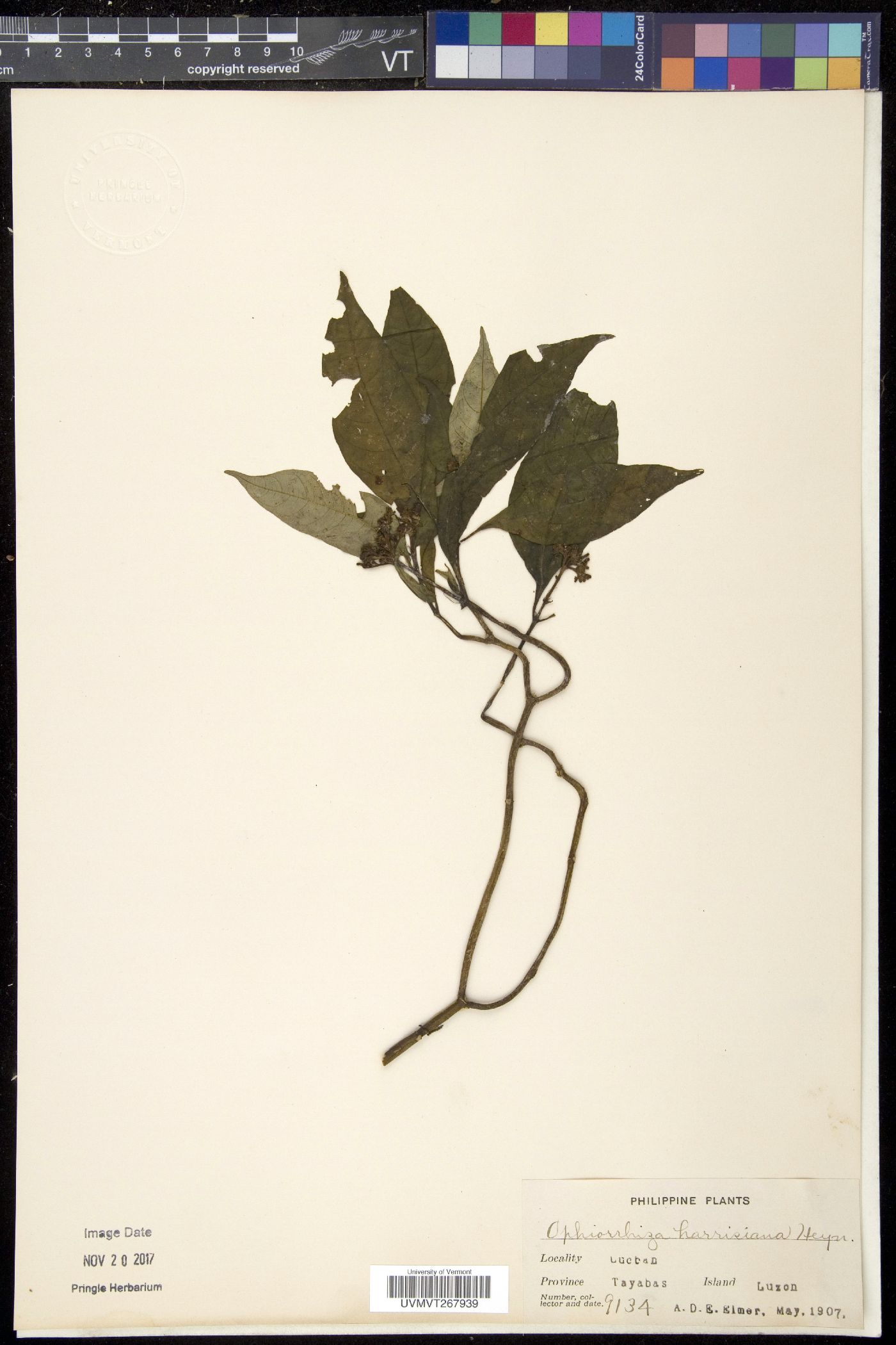 Ophiorrhiza rugosa var. prostrata image