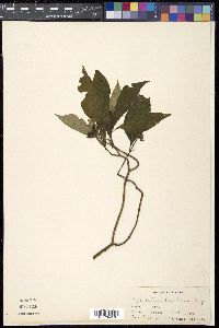 Ophiorrhiza rugosa var. prostrata image