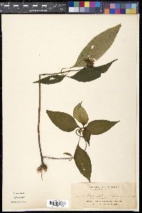 Ophiorrhiza rugosa image