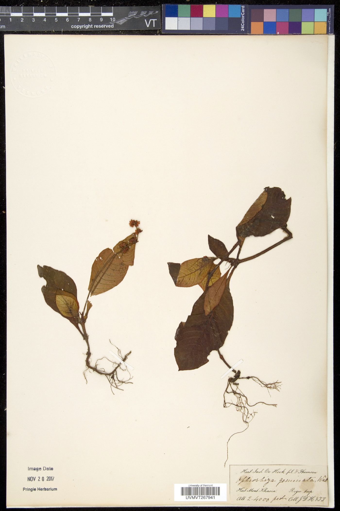 Polyura geminata image
