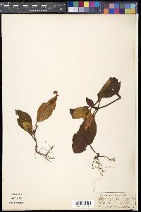 Media resource of Polyura geminata
