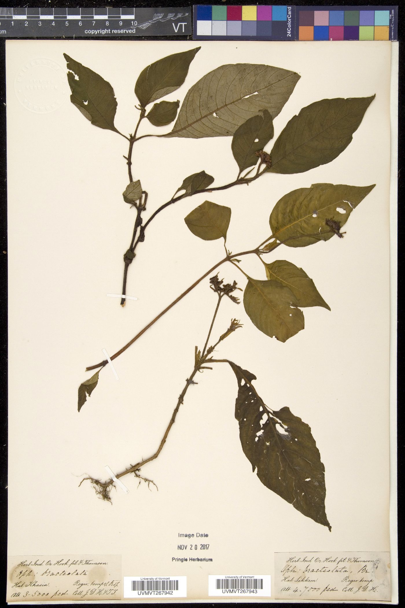 Ophiorrhiza fasciculata image
