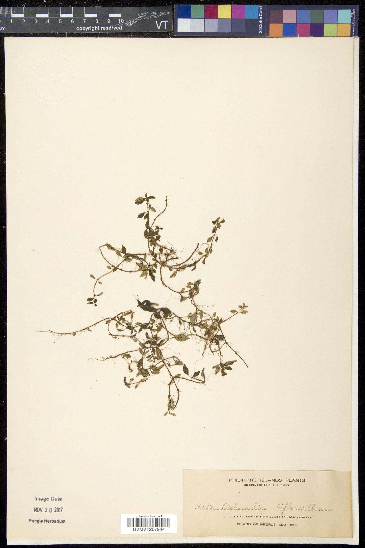 Ophiorrhiza biflora image