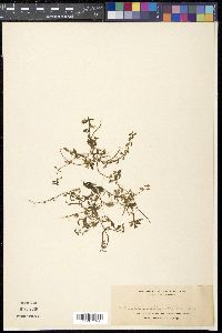 Media resource of Ophiorrhiza biflora