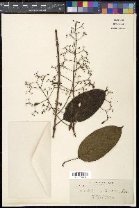 Paederia verticillata image