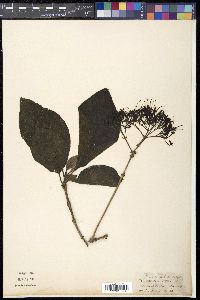 Pavetta tomentosa image