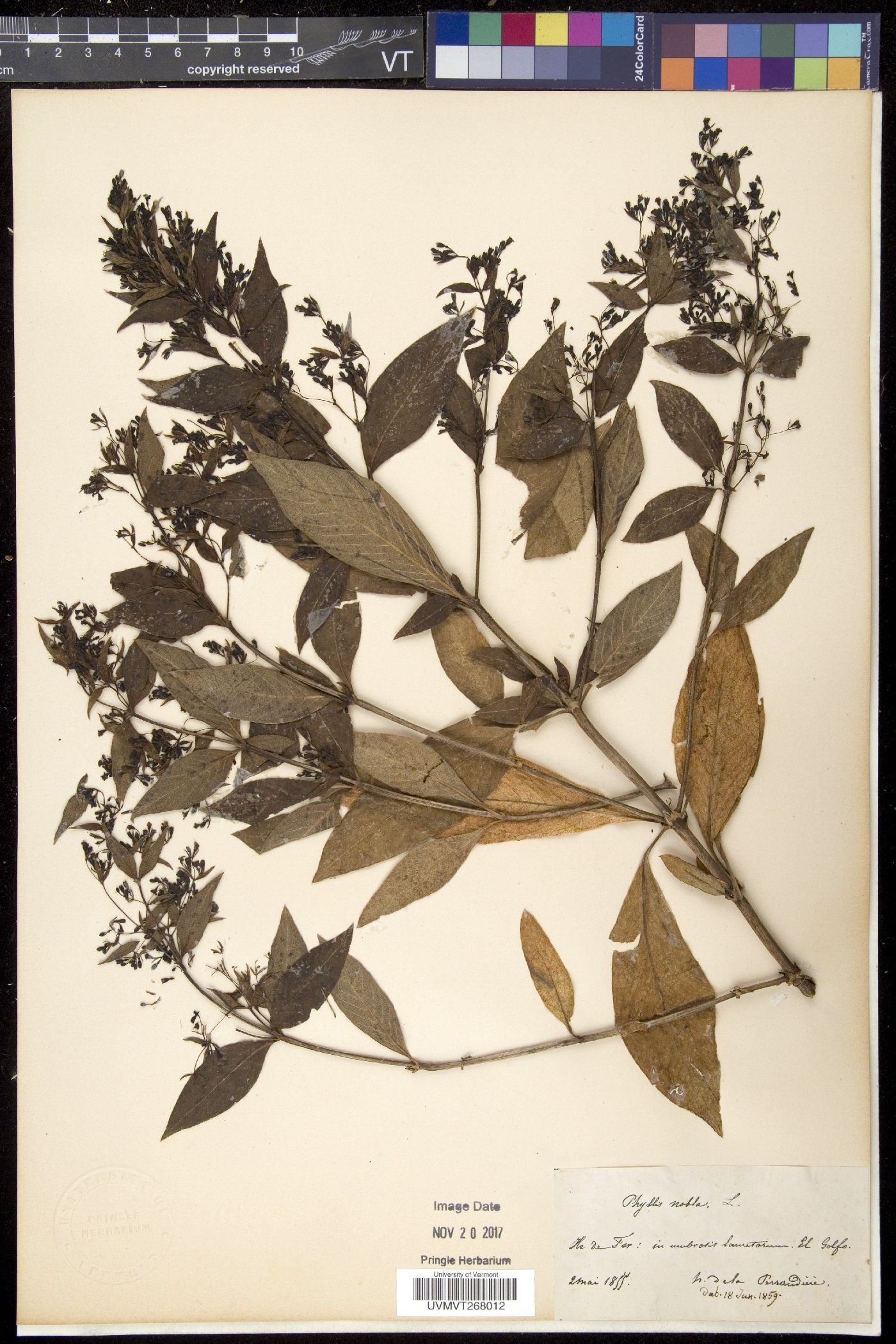 Phyllis image