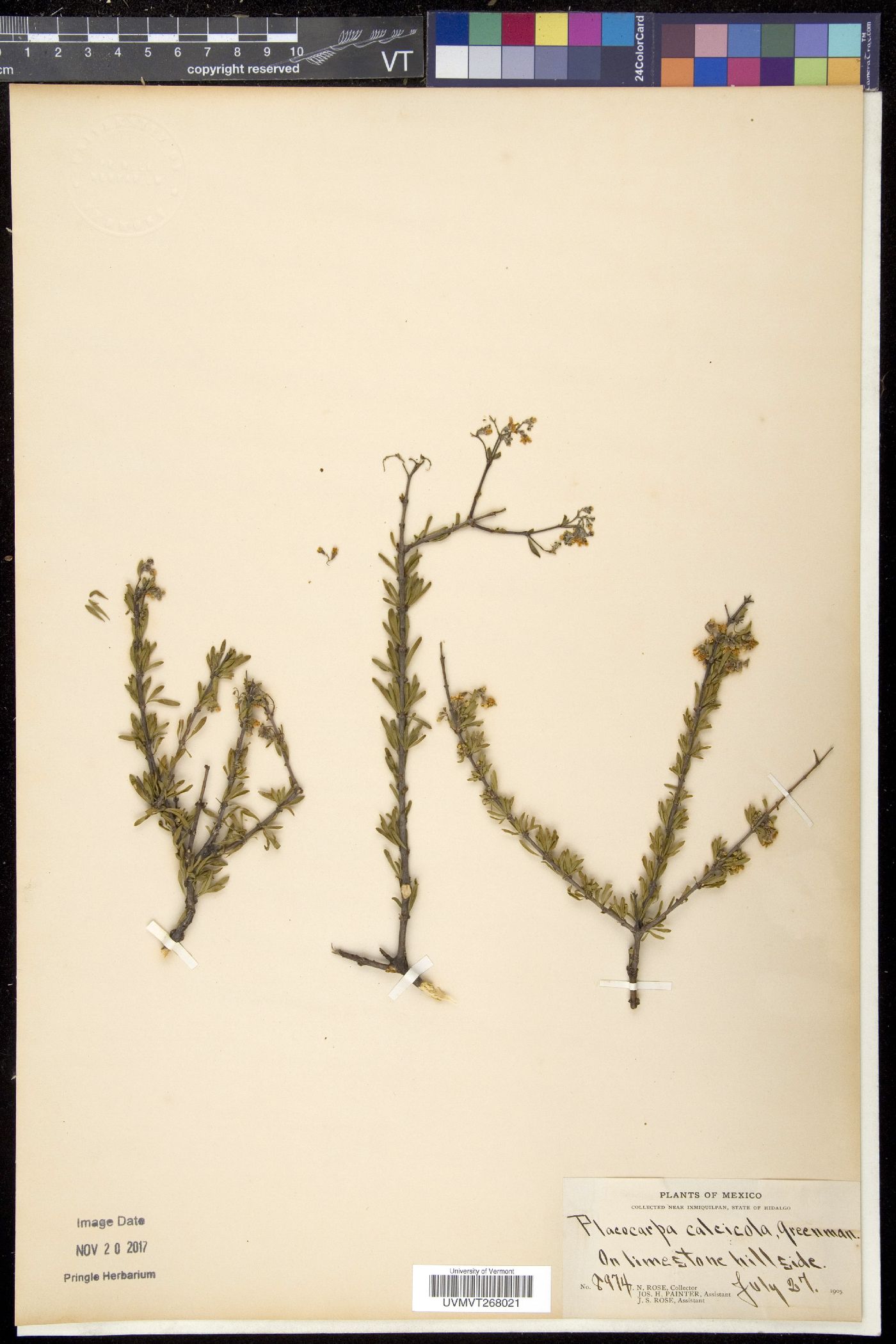 Placocarpa image
