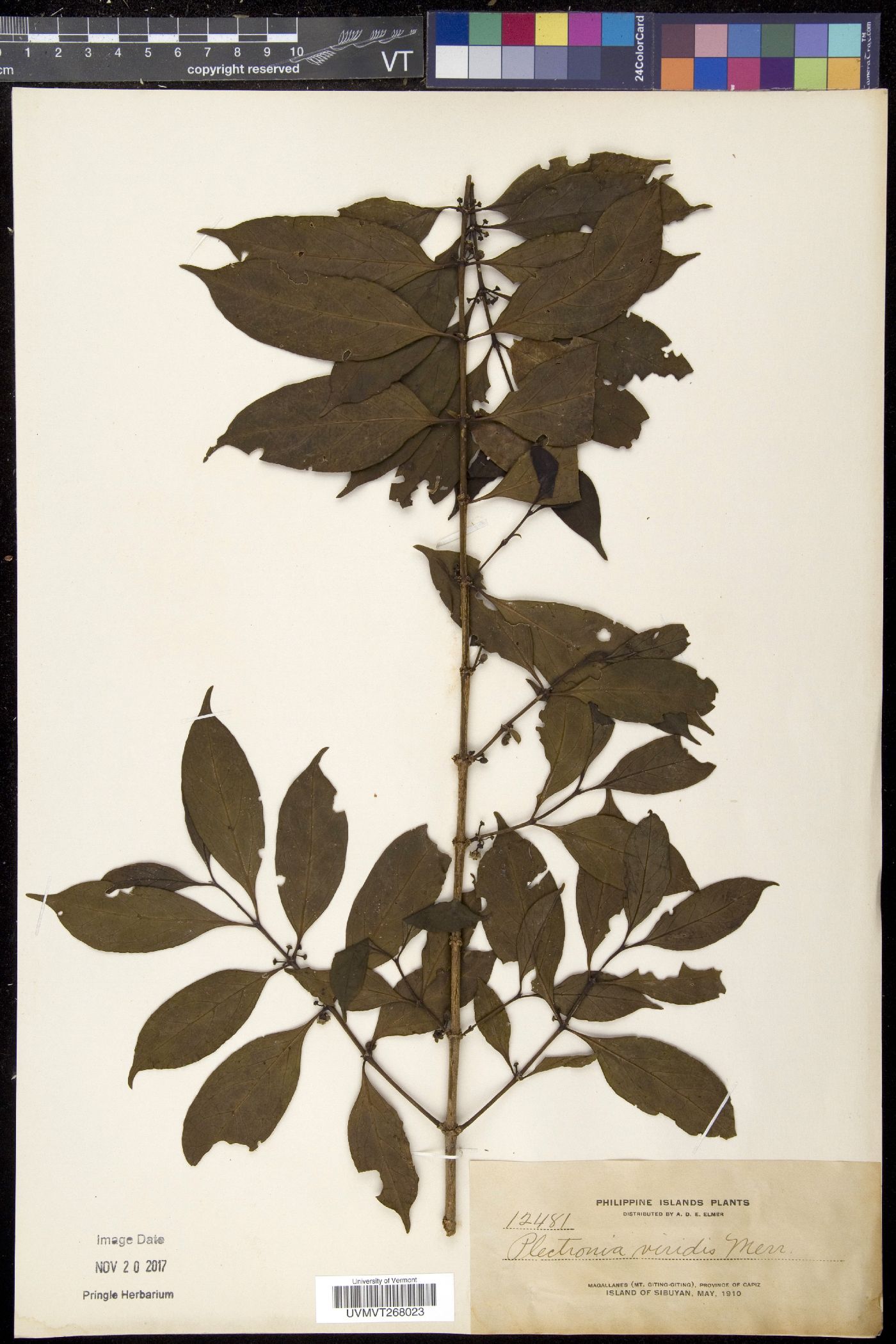 Dibridsonia conferta image