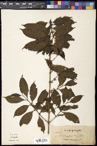 Media resource of Dibridsonia conferta