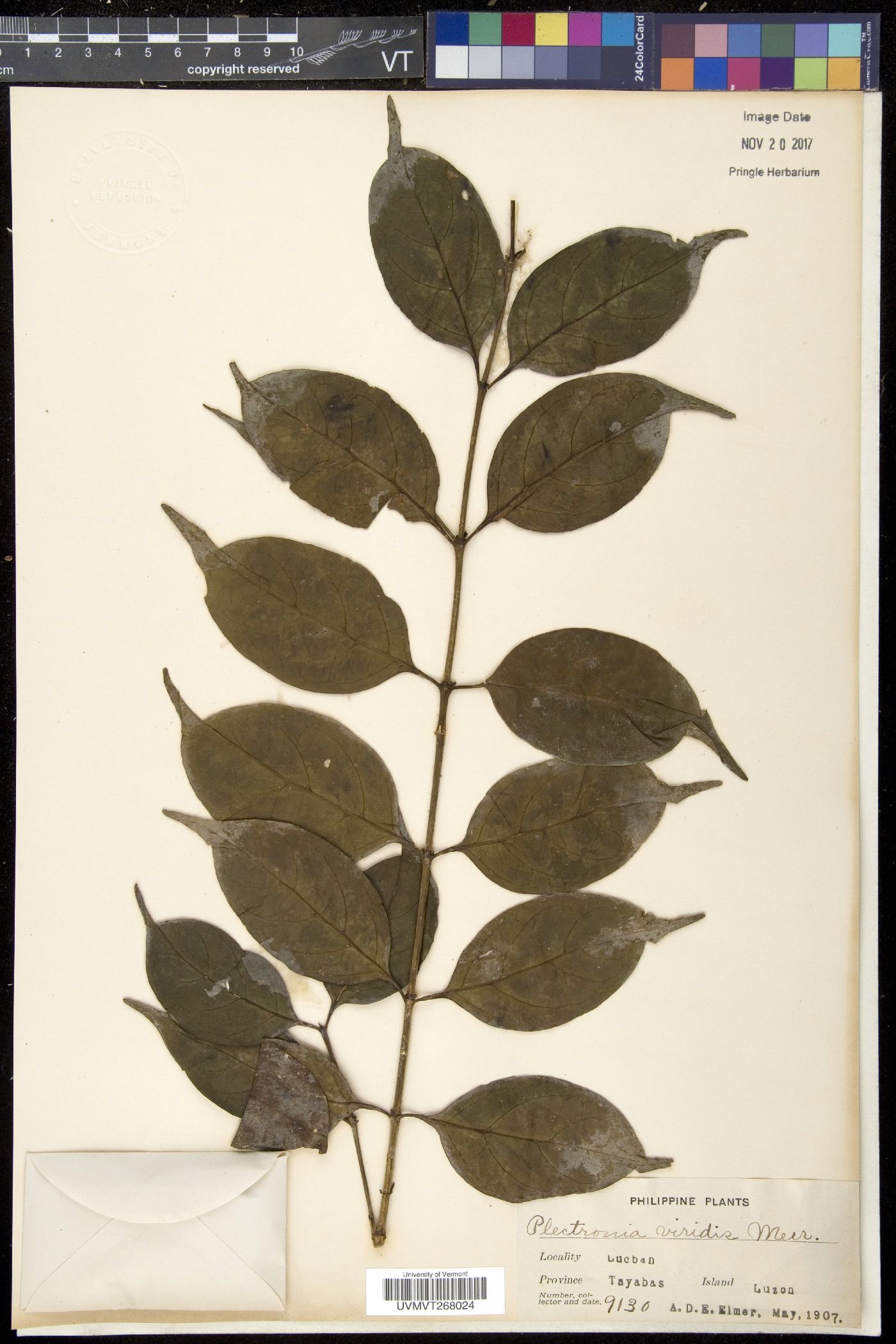 Dibridsonia conferta image