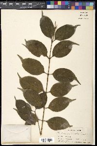 Dibridsonia conferta image