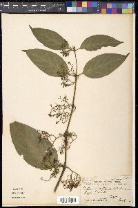 Canthium mite image