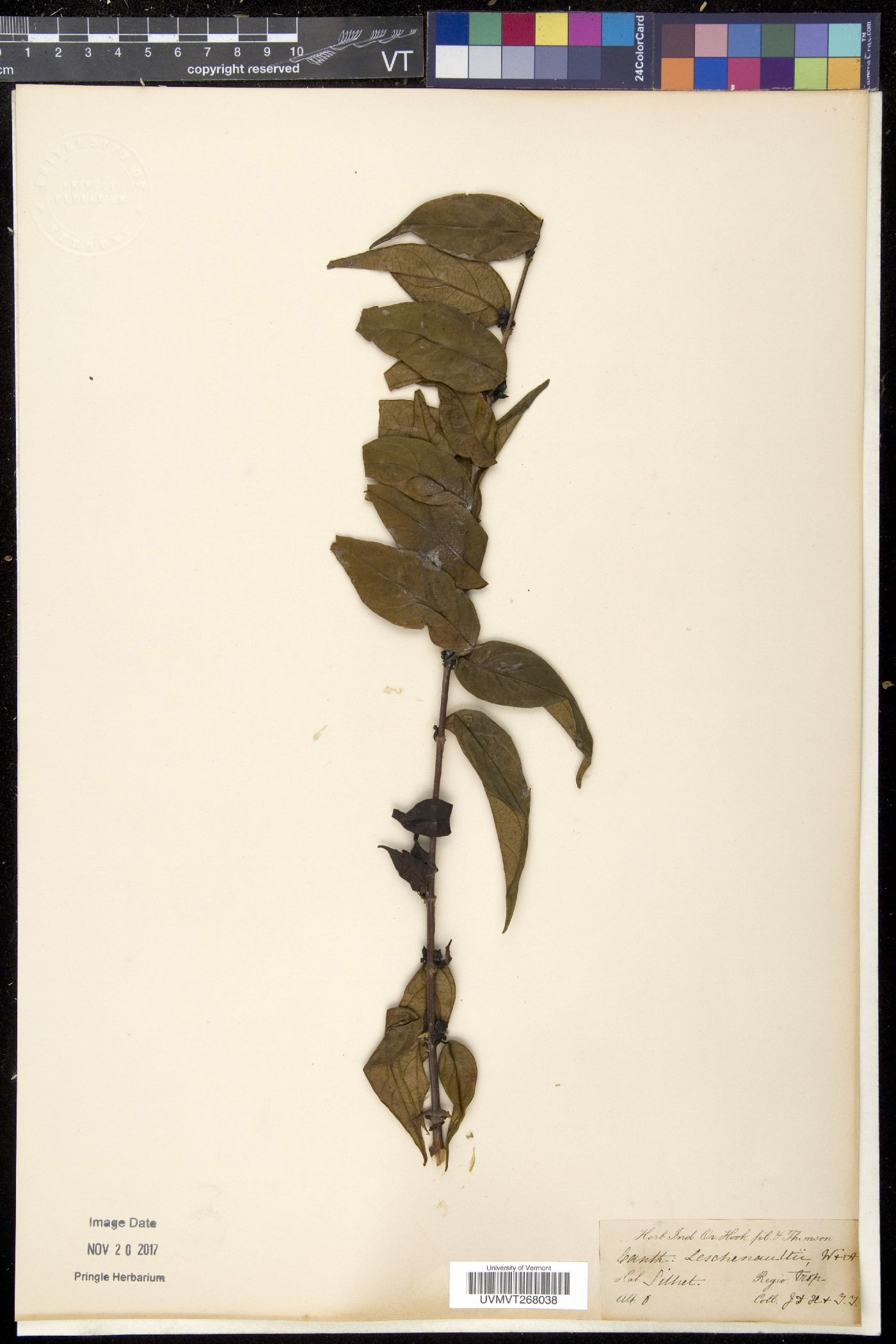Gardenia leschenaultii image