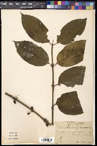 Canthiumera glabra image