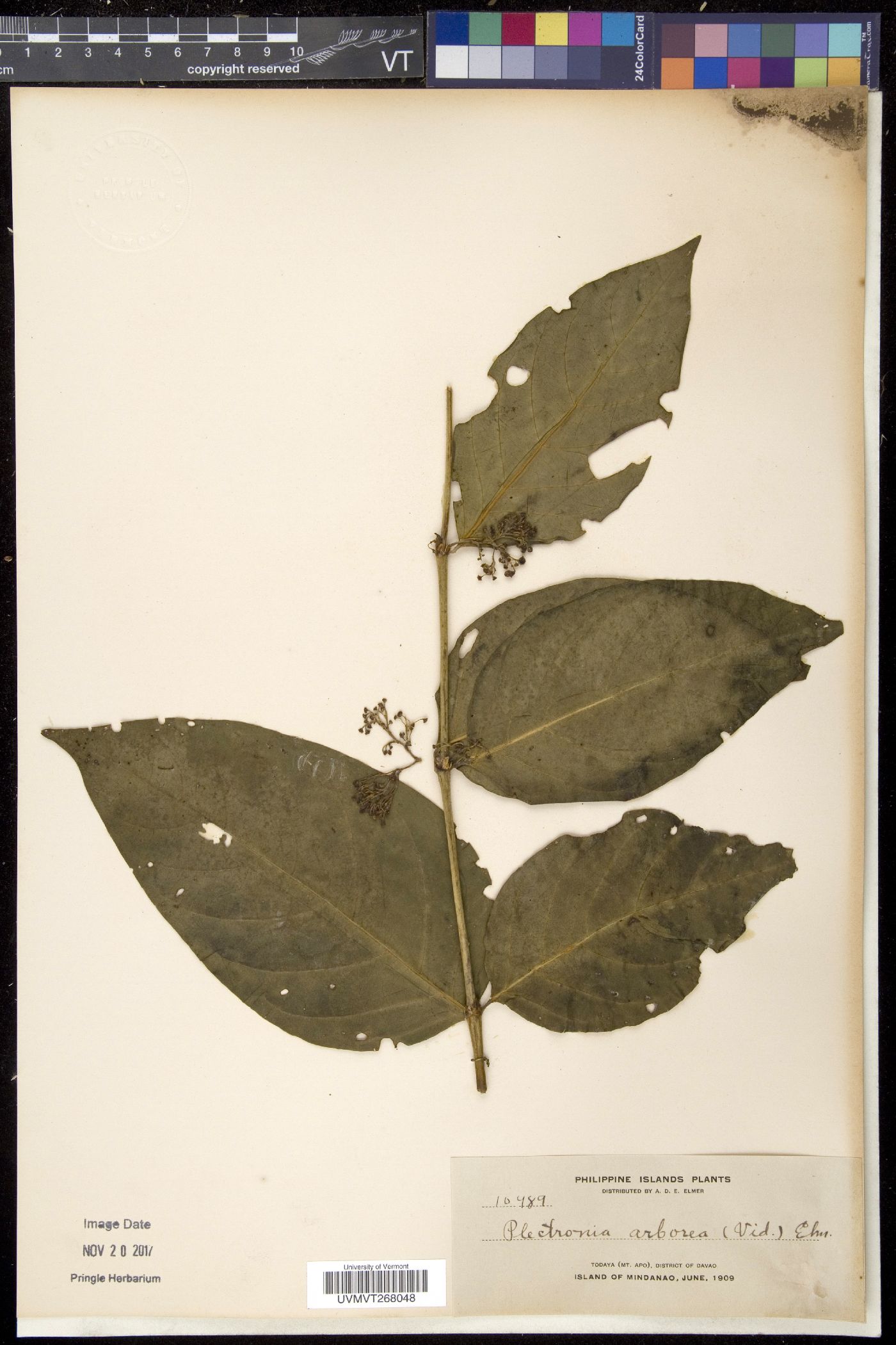 Canthium arboreum image