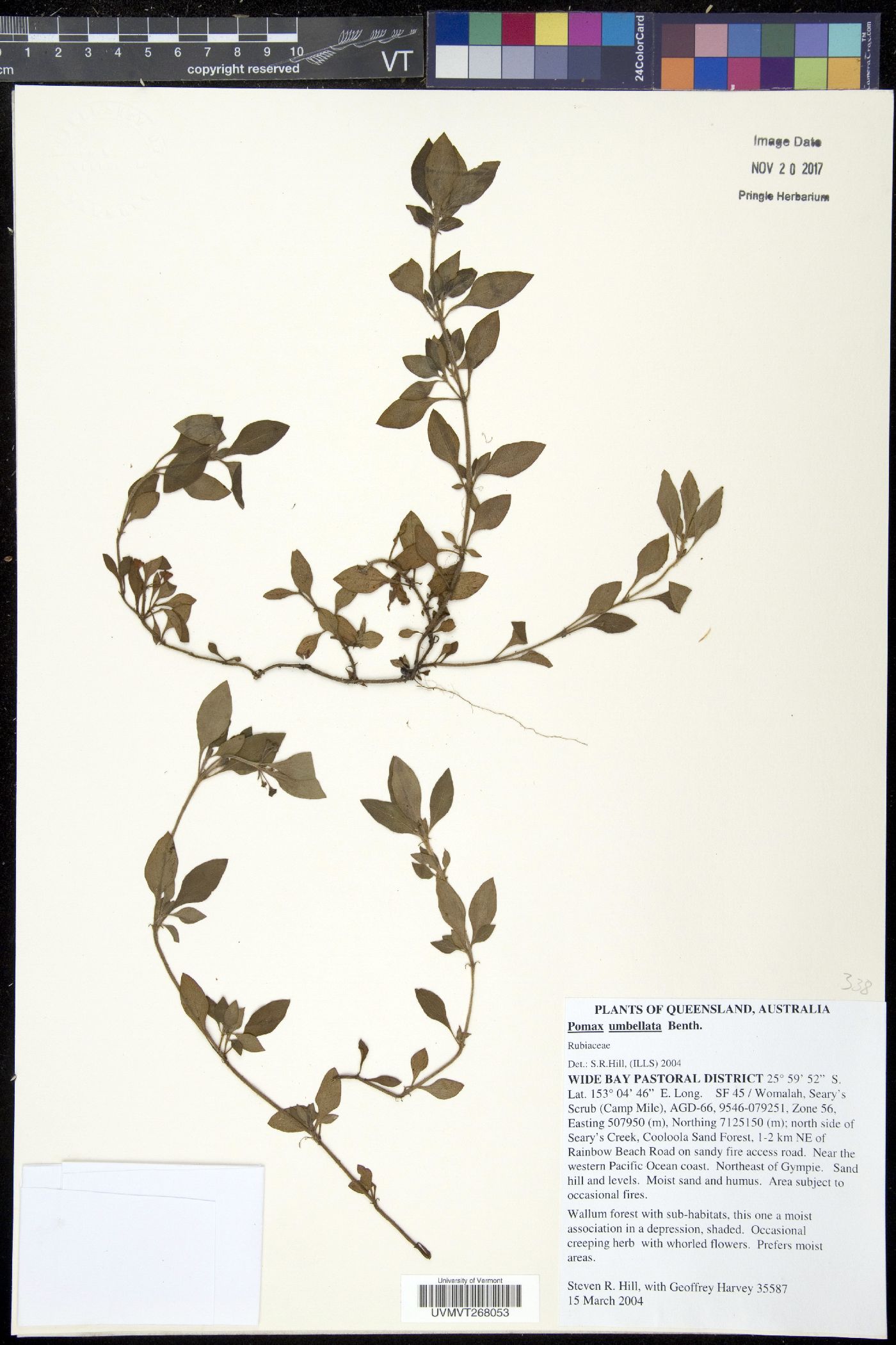 Pomax umbellata image