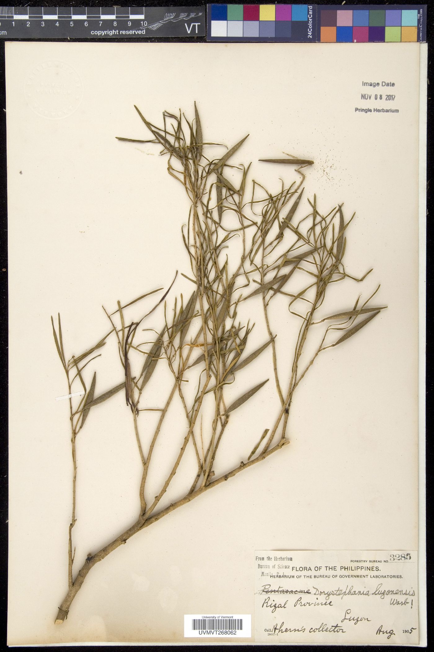 Sarcolobus luzonensis image