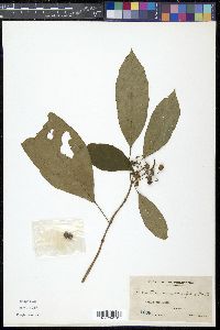 Eumachia membranifolia image