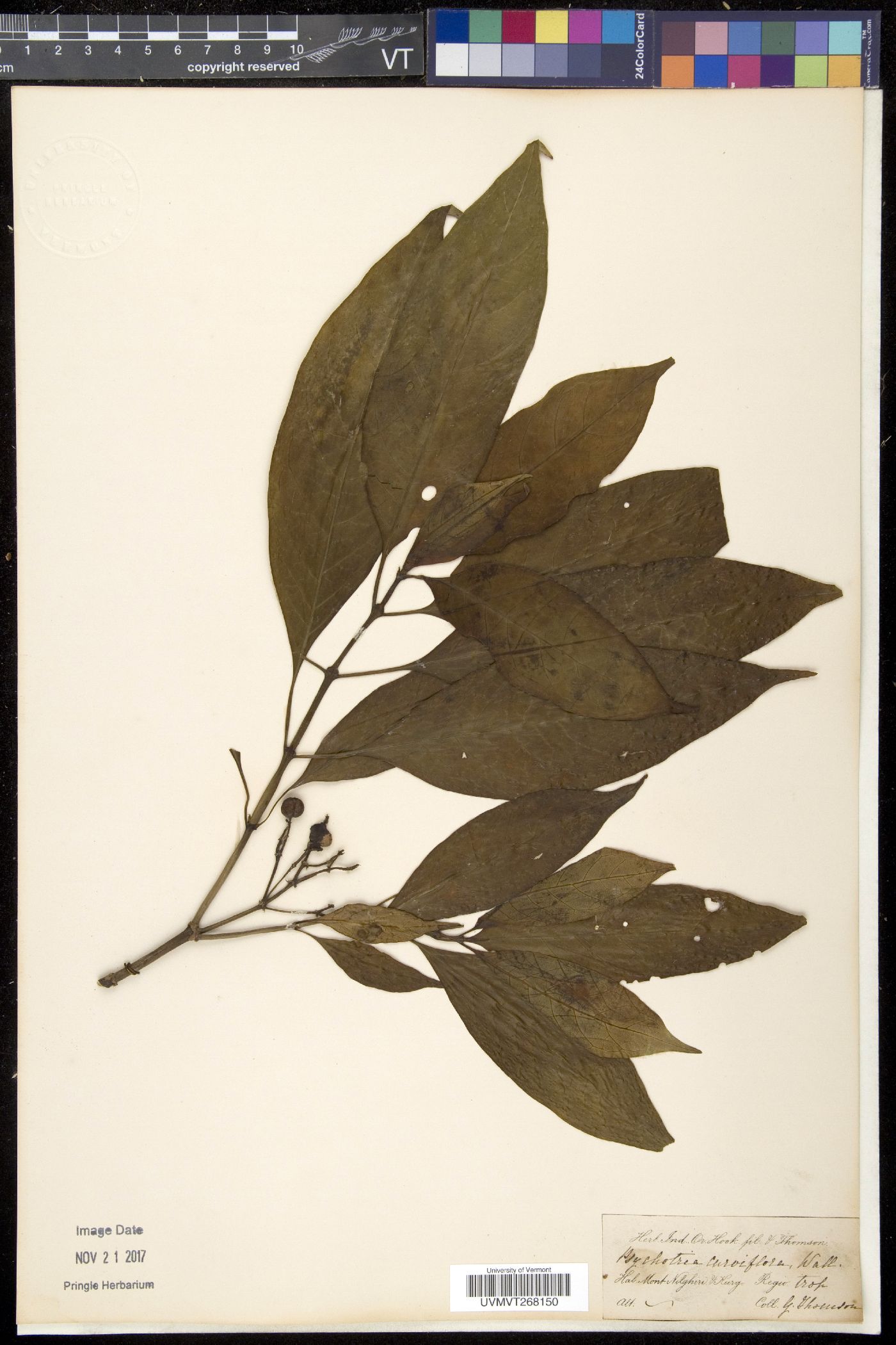 Chassalia curviflora image