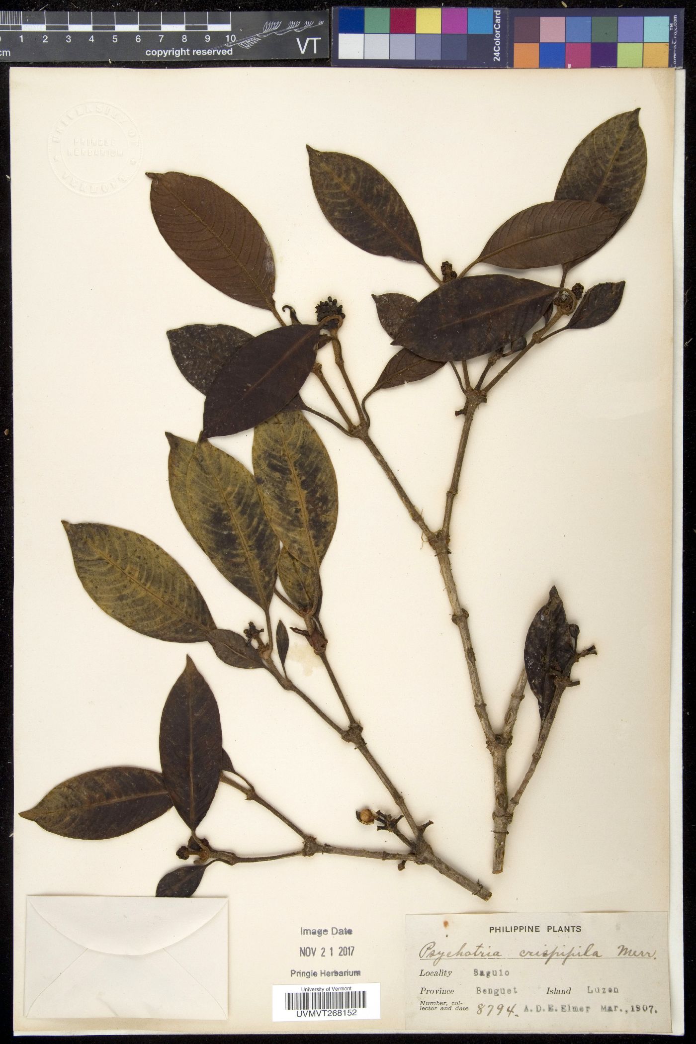 Psychotria crispipila image