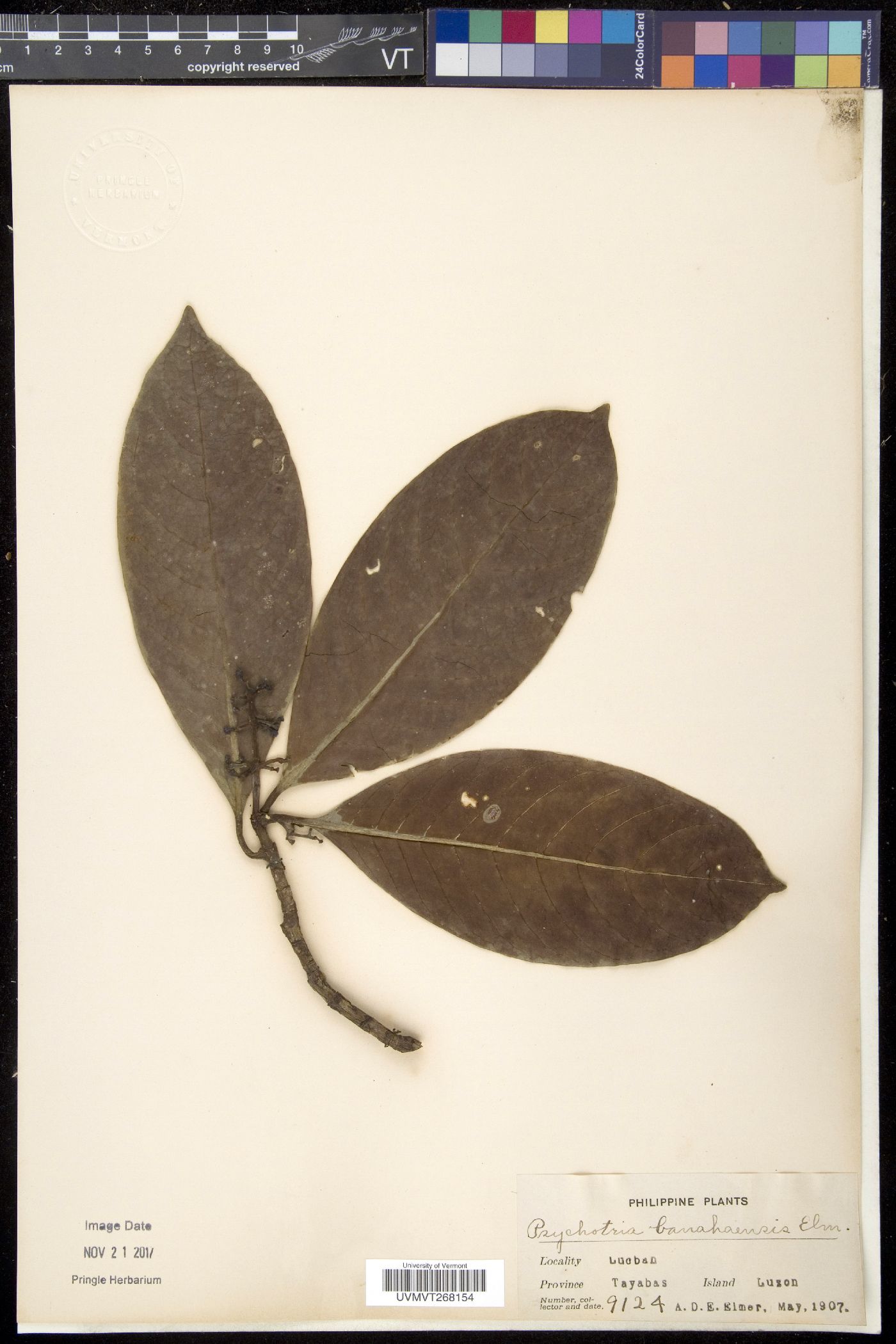 Psychotria banahaensis image