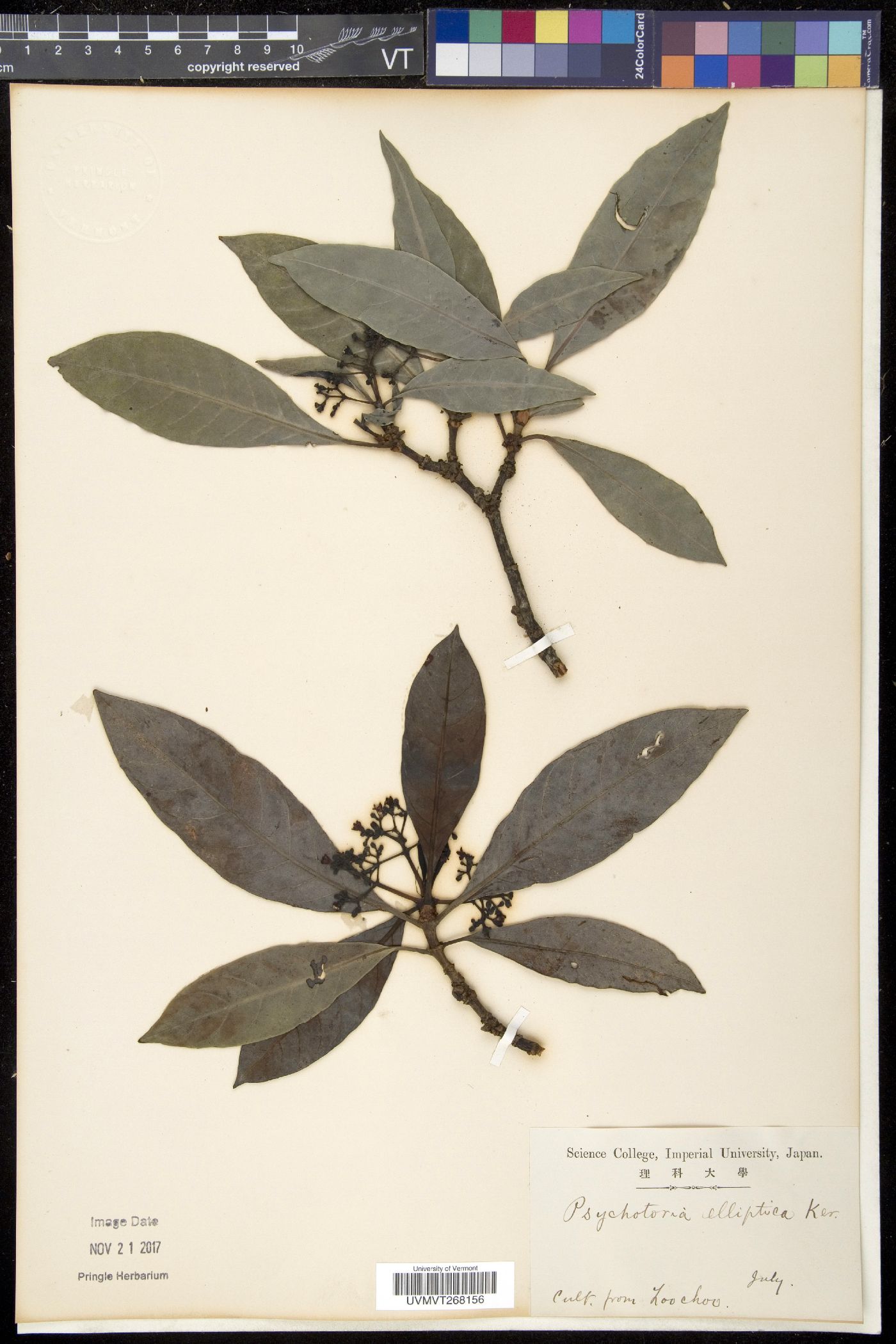 Psychotria elliptica image