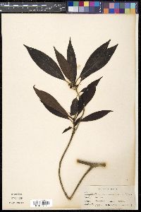 Psychotria pinnatinervia image