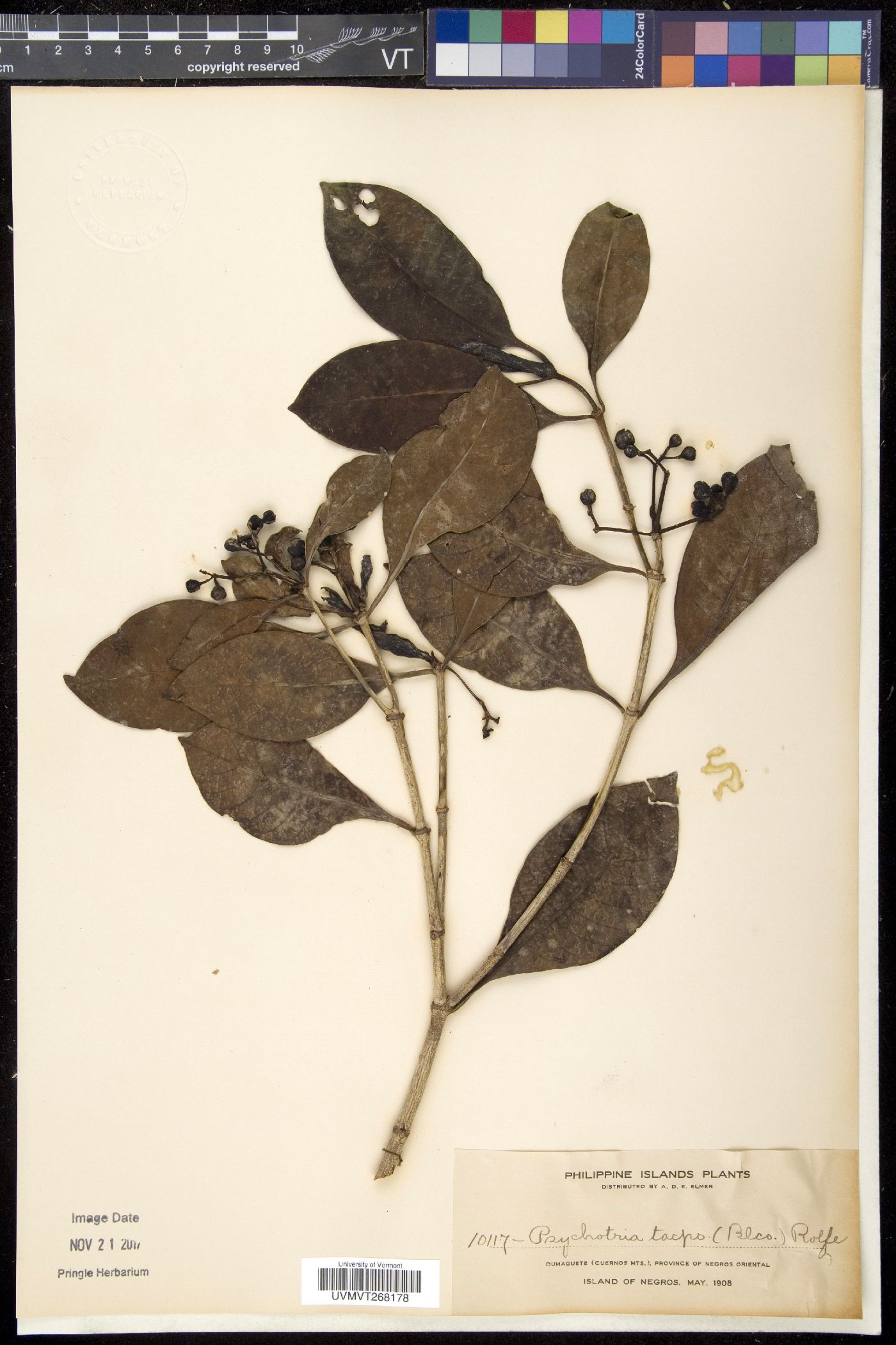 Psychotria luzoniensis image