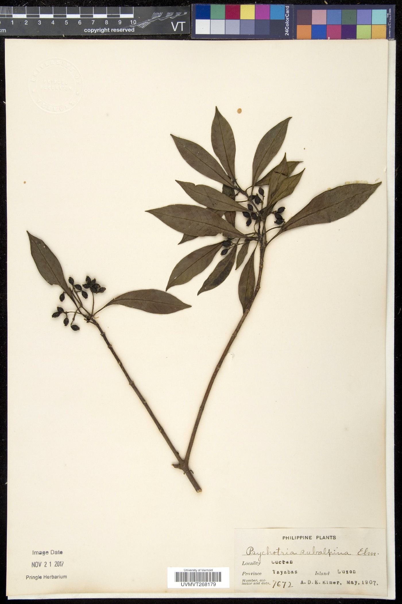 Psychotria subalpina image