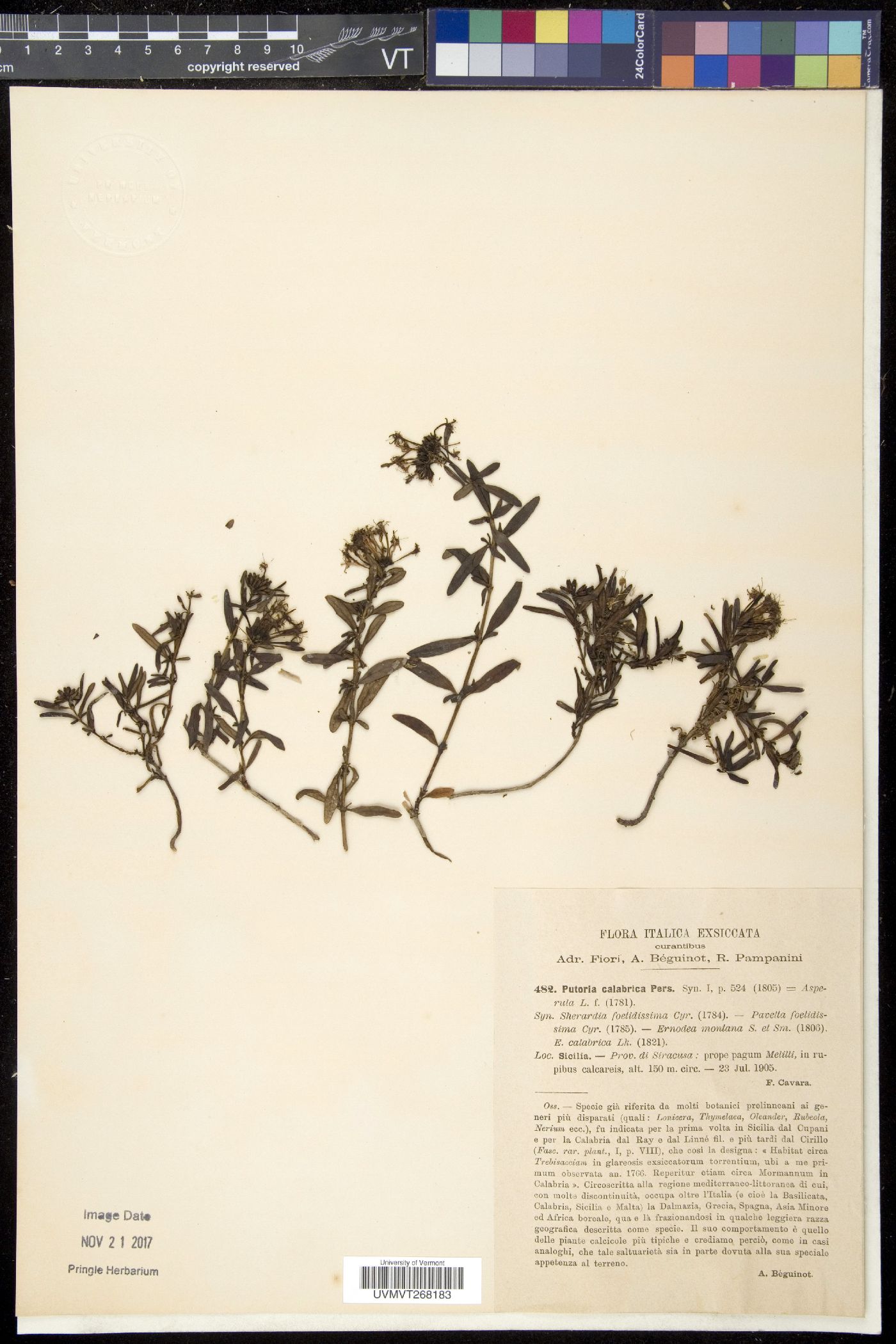 Putoria image