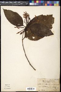 Oxyceros bispinosus image