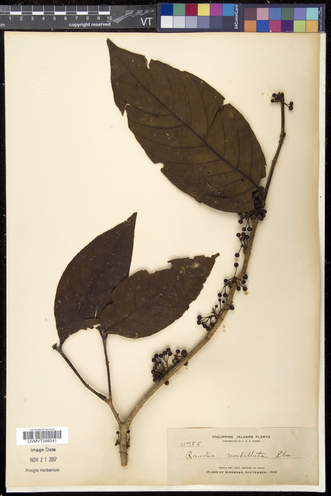 Aidia acuminata image