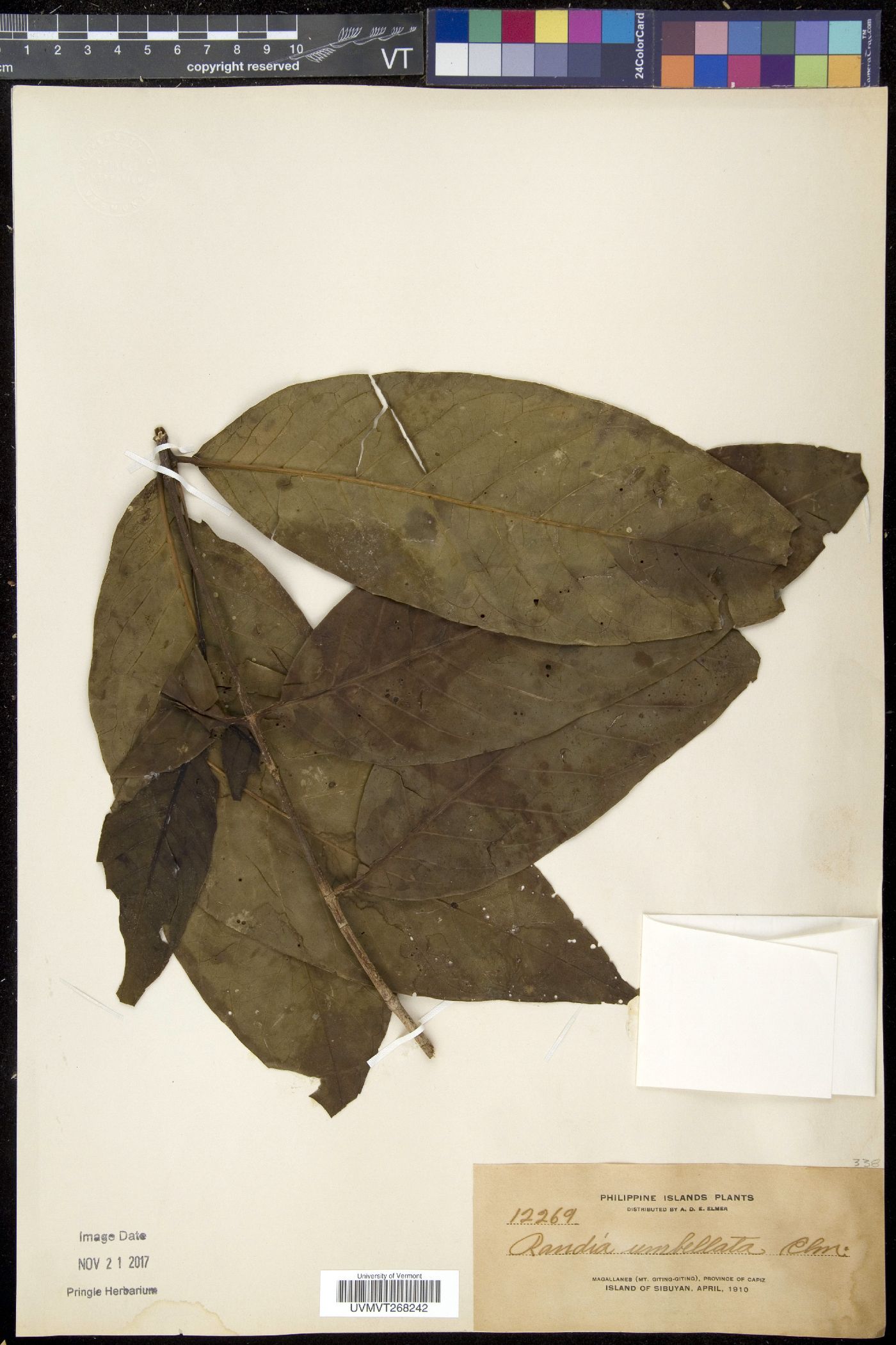 Aidia acuminata image